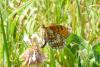 Melitaea parthenoides